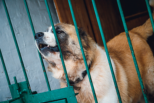 Собаки загрызли мать кузбассовца – суд дал условный срок