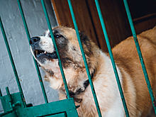 Собаки загрызли мать кузбассовца – суд дал условный срок