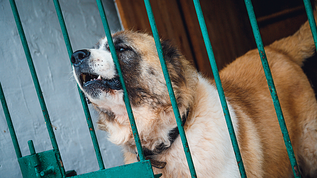 Собаки загрызли мать кузбассовца – суд дал условный срок
