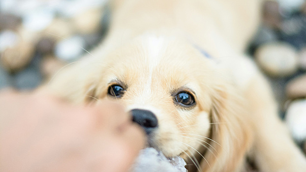 Хочется завести собаку, но нельзя? Есть выход, о котором знают не все