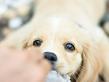 Хочется завести собаку, но нельзя? Есть выход, о котором знают не все