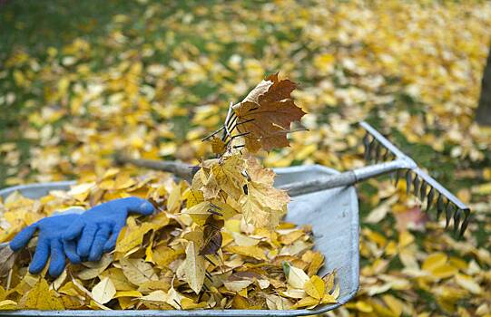 Дачников призвали засыпать участки листьями