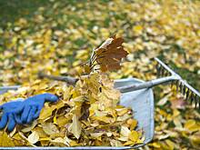 Дачников призвали засыпать участки листьями