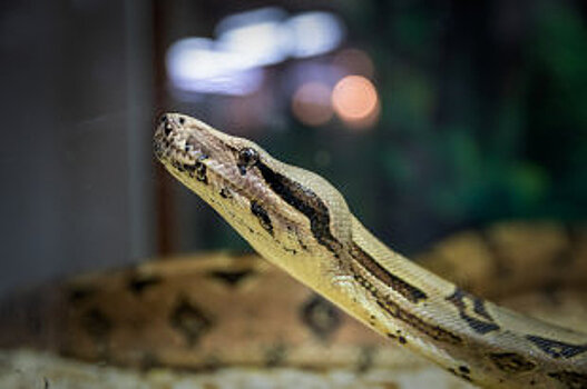 В Ростове из-за ЧП с отрубленным пальцем предложили ограничить квесты