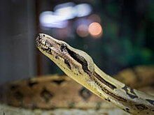 В Ростове из-за ЧП с отрубленным пальцем предложили ограничить квесты