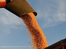 В Волгоградской области выявили нарушение при обращении семян нута и чечевицы