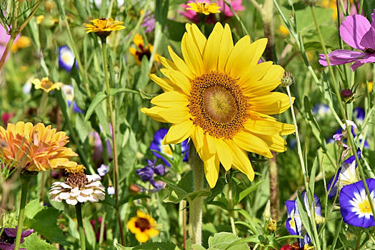 Жителям пятого микрорайона пообещали сохранить цветник у дома