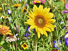 Жителям пятого микрорайона пообещали сохранить цветник у дома