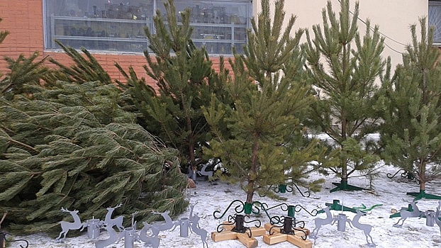 В домах саратовцах до сих пор стоят новогодние елки