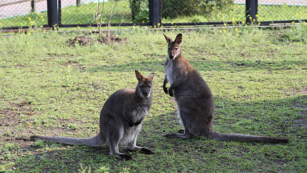 В Австралии на камеру засняли нападение кенгуру на автомобиль