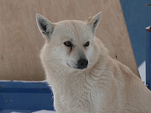 Ямальский кинолог рассказала, как себя вести при встрече с агрессивными собаками