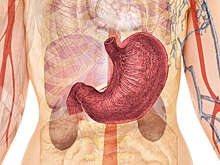 Врач Королева: резекция желудка может привести к серьезным заболеваниям