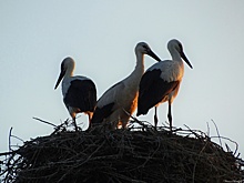 Жителей Курской области приглашают поучаствовать в переписи аистов
