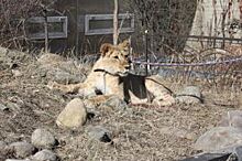 Дрессировщик отдал львицу в контактный зоопарк Иркутска