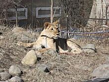 Дрессировщик отдал львицу в контактный зоопарк Иркутска