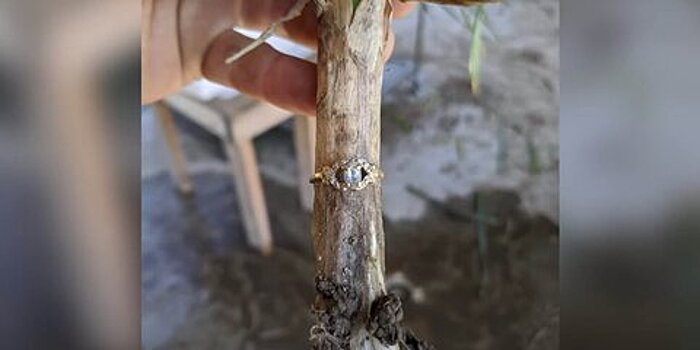 Потерянное фамильное кольцо обнаружили на стебле чеснока