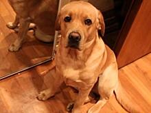 Если лабрадор ненасытен, как Робин-Бобин-Барабек