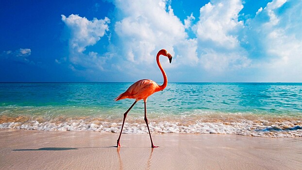 На Багамах ищут смотрителя за фламинго