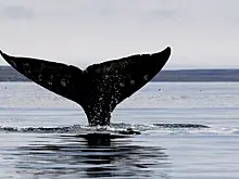 Пьяные рыбаки забрались на дрейфующую в море тушу кита и попали на видео