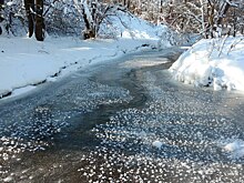 Битцевский лес приглашает на «Поэтическую поляну»