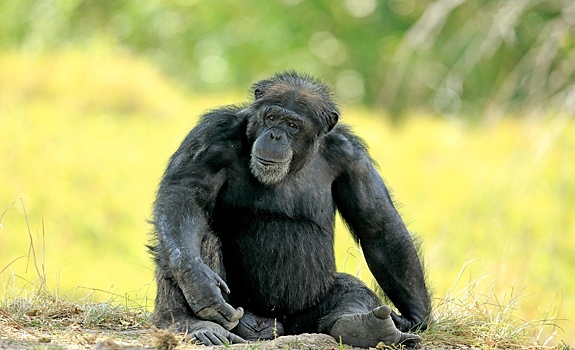 Ученые определили гены, отличающие человека от других приматов