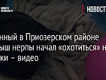 Спасенный в Приозерском районе детеныш нерпы начал «охотиться» на игрушки – видео