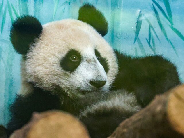 Вес панды Катюши из Московского зоопарка составил 32 килограмма