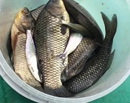 Промышленный лов сазана временно запретили в Цимлянском водохранилище