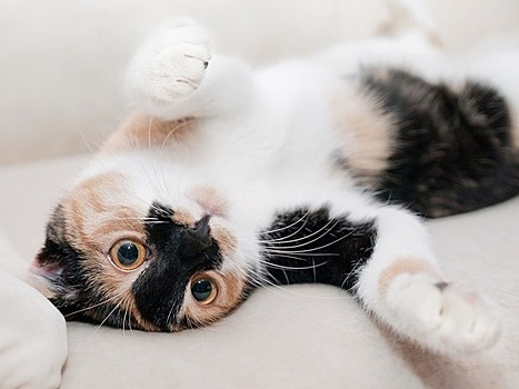 Научно доказано, что у кошек бывает аллергия на хозяев