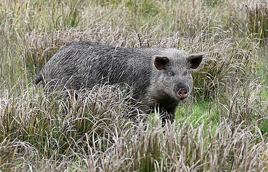 Япония столкнулась с «ядерными» свино-кабанами: что происходит у Фукусимы
