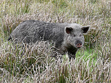 Япония столкнулась с «ядерными» свино-кабанами: что происходит у Фукусимы
