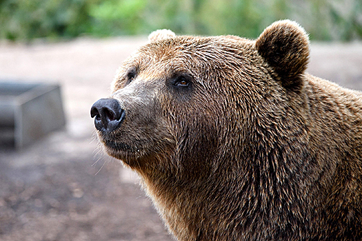 В Омске на выборы пришел медведь
