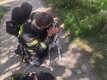Пожарные спасли из горящей многоэтажки собаку