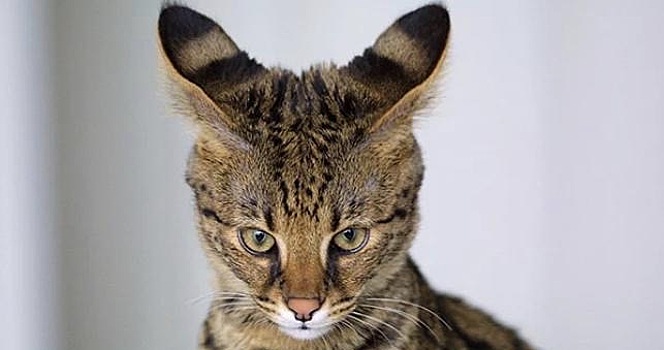 10 интересных и необычных пород кошек