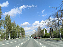 В ноябре вдоль улицы Ташкентской в Самаре высадят кусты дерна и снежноягодника