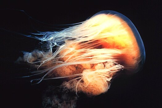 У побережья США появилась гигантская медуза