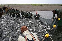 На Дальнем Востоке увеличился экспорт лососёвых пород