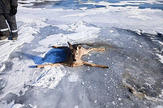 На Байкале помогли косуле, которая поскользнулась на льду и не могла встать самостоятельно
