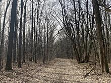 В Курской области продлены ограничения на посещения лесов