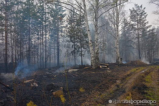 "Погорели очень серьезно": на Урале оценили ущерб от лесных пожаров