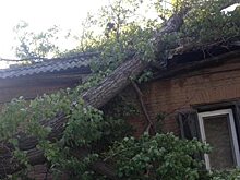 Вырванное с корнем дерево упало на крышу частного дома в Саратове