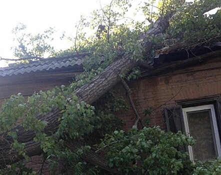Вырванное с корнем дерево упало на крышу частного дома в Саратове