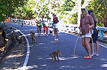 Туристам в Пхукет-тауне запретили кормить обезьян