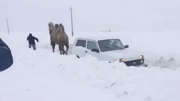 Верблюд пришел на помощь застрявшим в снегу россиянам
