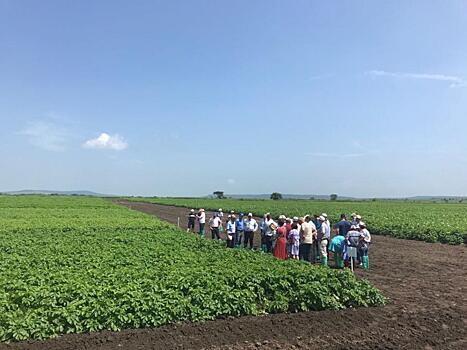 Перспективы развития картофелеводства в Приморье обсудили участники научно-практического семинара
