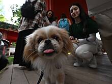 В Петербурге ввели новые штрафы для владельцев собак