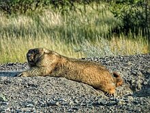 Саратовцы запечатлели коренного жителя утёса Степана Разина