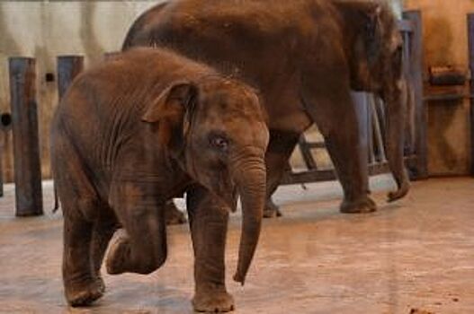 День рождения слоненка отпразднуют в зоопарке Ростова-на-Дону