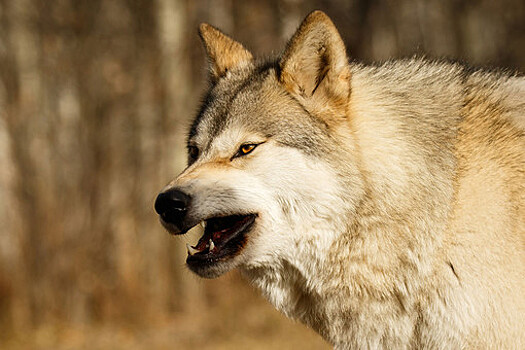 В России участились нападения волков на людей