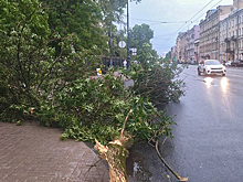 В Петербурге от урагана погибли три человека